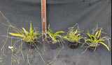 Rodriguezia lanceolata (secunda) (clumps)