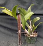 Rth. Qing Ming Beauty (6"pot)