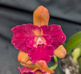 Rth. Qing Ming Beauty (6"pot)
