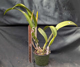 Rth. Sunrise 'Passion' (6"p)