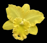 Rth. Sunrise 'Passion' (6"p)