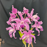 Schocat. Henrique Romero Graf (6"p) <br> (Schomburgkia lyonsii x Cattleya amethystoglossa)