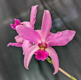 Schombolaelia Nemesis (mounted) <br> (Schomburgkia superbiens x Laelia anceps)