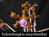 Schomburgkia moyobambae (mounted)