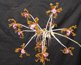 Schomburgkia moyobambae (mounted)