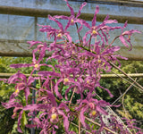 Schomburgkia Princesa Veronica 'Calladita' (4"p)