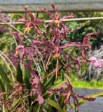 Schomburgkia Princesa Veronica 'Calladita' (4"p)