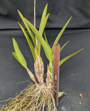 Schomburgkia Godmero  (bare root)