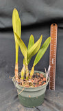 Schombolaelia Lancer 'Roustabout' (6"p)
