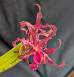 Schombocattleya Graf's Margarita (Bare Root) <br>(Cattleya Fort Motte x Schom. undulata)