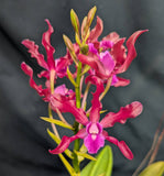 Schombocattleya Graf's Margarita (Bare Root) <br>(Cattleya Fort Motte x Schom. undulata)