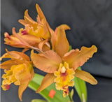 Recchara Graf's Rojizo (6"p)<br> (Blc. Trick or Treat x Recc. Graf's Fusion)