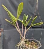 Schombocattleya Graf's Margarita (Bare Root) <br>(Cattleya Fort Motte x Schom. undulata)
