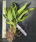 Schombodiacrum Star of Rio bare root divisions <br>(Schom. superbiens x Caularthron bicornutum)