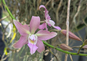 Schombodiacrum Star of Rio 'Henrique' bare root divisions <br>(Schom. superbiens x Caularthron bicornutum)