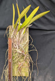 Schombolaelia Nemesis (mounted) <br> (Schomburgkia superbiens x Laelia anceps)