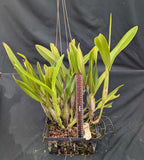 Schomburgkia undulata 'Mirta La Negra' (10"b)