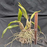 Schomburgkia crispa (4"p)