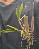 Schomburgkia moyobambae (mounted)