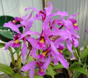 Schomburgkia superbiens color (BR)