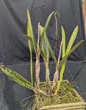 Schomburgkia undulata 'Tina's Caramelo' (BR)