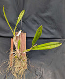 Schomburgkia undulata 'Tina's Caramelo' (mounted)