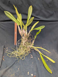 Schom. undulata alba 'Alexis' x self (mounted)