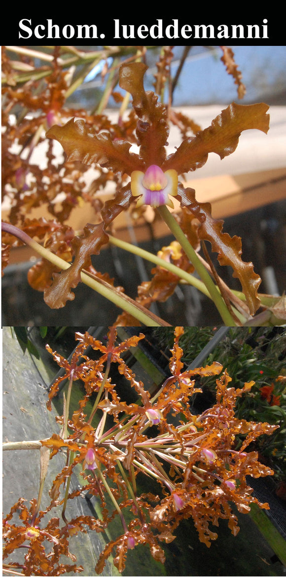 Schomburgkia lueddemanii 'La Orquidea' Large Plants (b/r)