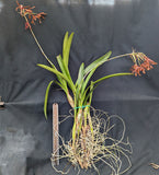 Schomburgkia lueddemanii 'La Orquidea' Large Plants (b/r)