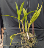 Schomburgkia marginata (8"basket)