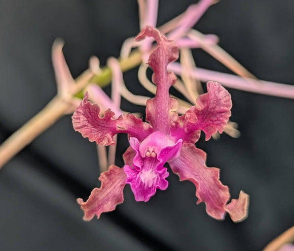 Schomburgkia rosea (BR)