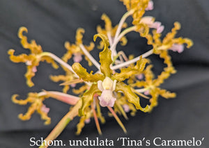 Schomburgkia undulata 'Tina's Caramelo' (BR)