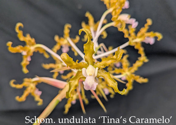 Schomburgkia undulata 'Tina's Caramelo' (BR)