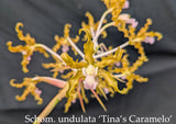Schomburgkia undulata 'Tina's Caramelo' (BR)