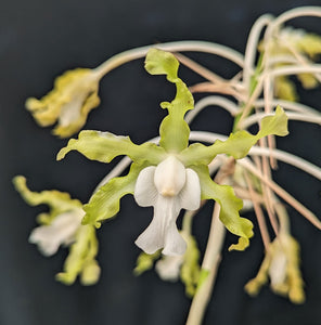 Sch. undulata alba 'Graf's Emerald' AM/AOS (BR)