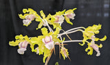 Schom. undulata alba 'Alexis' x self (mounted)