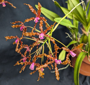 Schomburgkia colombiana (wallisii) (br)