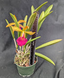 Blc. Sedona's Surprise (6"p) <br>(Pot Caesars Head x B nodosa)
