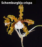 Schomburgkia crispa (4"p)