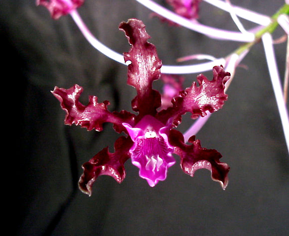 Schomburgkia undulata 'Mirta La Negra' (10