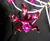Schomburgkia undulata 'Mirta La Negra' (10"b)