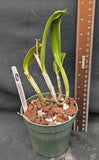 Blc. Tutankamen 'Pop'  (4"p)