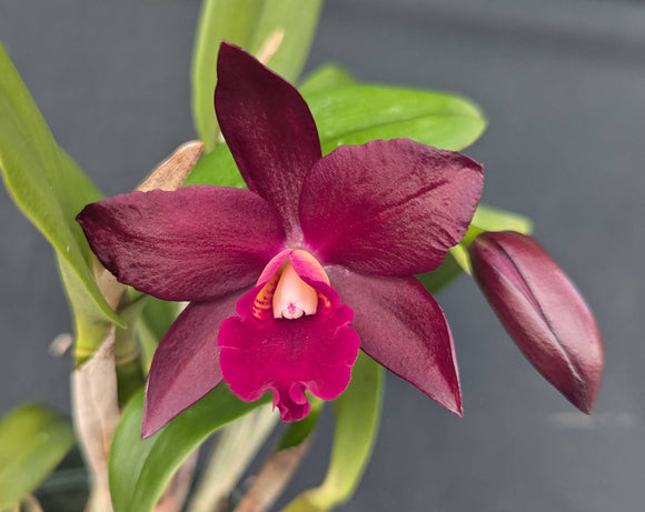 Blc. Tutankamen 'Pop'  (BR)