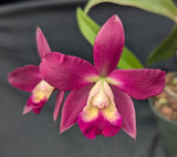 Rlc. Graf's Paraiso (6"p)<br> (Pot. Angel Eyes x Blc. Tutankamen 'Pop')
