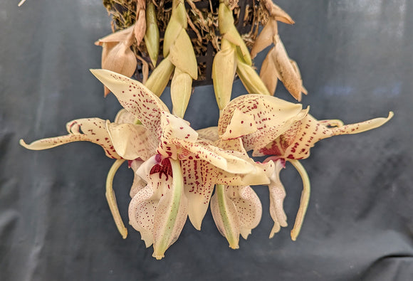 Stanhopea Lydia Bush <br>(nigroviolacea x grandiflora)