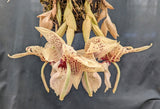 Stanhopea Lydia Bush <br>(nigroviolacea x grandiflora)