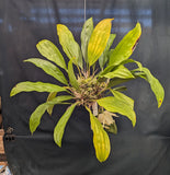 Stanhopea grandiflora Overgrown (4" basket)