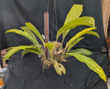 Stanhopea Lydia Bush <br>(nigroviolacea x grandiflora)