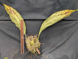 Stanhopea grandiflora (Bare root)