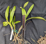 Schombodiacrum Star of Rio 'Henrique' bare root divisions <br>(Schom. superbiens x Caularthron bicornutum)